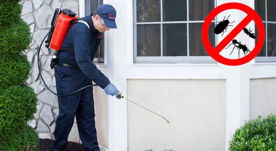 Bandırma Kene İlaçlama böcek ilaçlama ve haşere kontrolü — ilaclama-tr.com